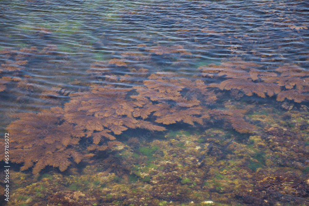 Detail of different types of algae near the coast of the Atlantic Ocean, some of which are invasive. Concept algae, sea, ocean, invasive species.
