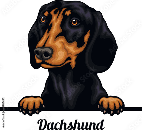 Dachshund - Color Peeking Dogs - breed face head isolated on white