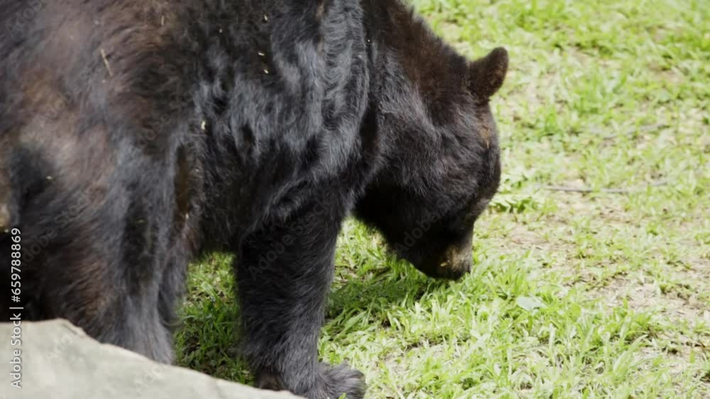 American Black Bear Eating Fresh Green Grass In Zoo Park. Close Up American Black Bear Eating Fresh Green Grass In Zoo Park. Close Up