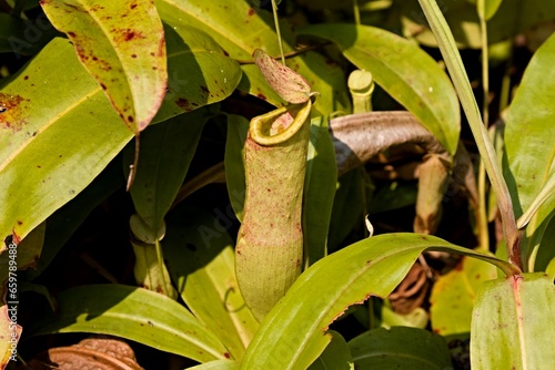 Pitcher plant (Nepenthes) in Taman Negara Bako National Park. Sarawak. Borneo. Malaysia. photo