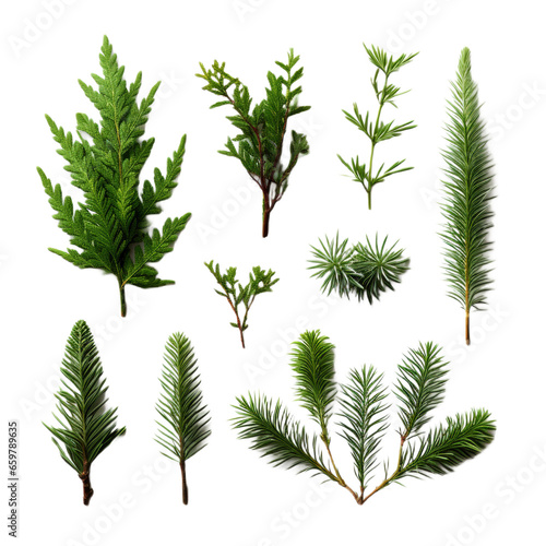 collection of coniferous branches and cones, PNG, transparent background