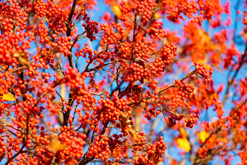 bright orange autumn rowanberry branch. orange autumn rowanberry. autumn season with rowanberry.