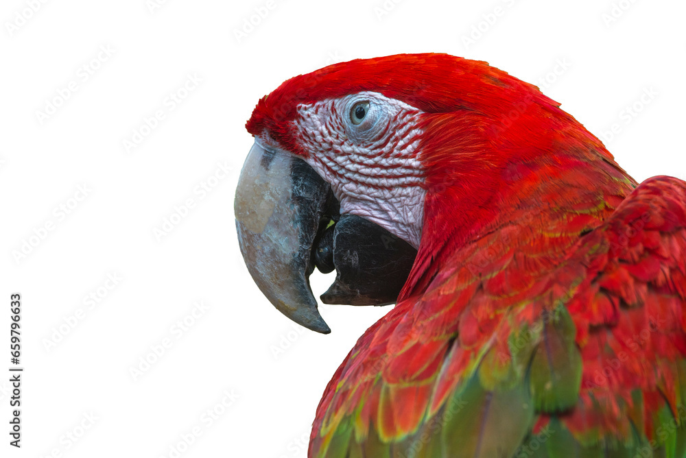 Obraz premium Macaw isolated on a white background