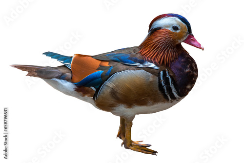 Mandarin duck on white background
