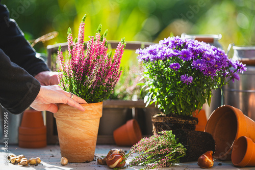 Person plants heather in the garden