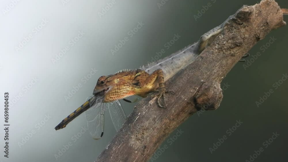 Lizard eating - Dragonfly - food - hunt . Lizard eating - Dragonfly - food - hunt .