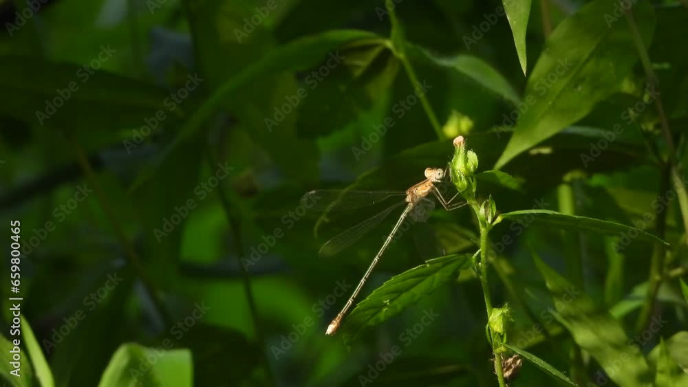 Dragonfly in grass - black -waiting for hunt . Dragonfly in grass - black -waiting for hunt .