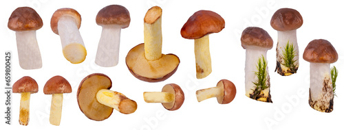 Suillus Mushroom isolated on transparent background png. Set photo butter mushrooms (Slippery Jack)