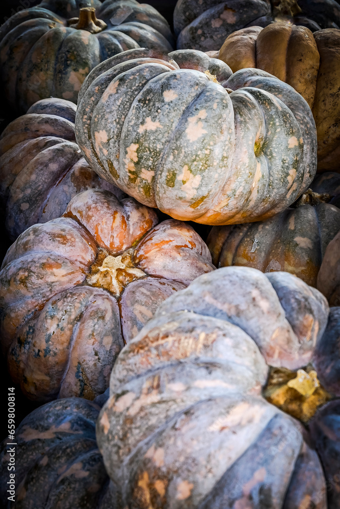 Kürbis, Crowning Kürbis, Cucurbita Moschata, Speisekürbis, Kürbisernte, Kürbismarkt, Kürbisfest, Herbst, Herbstmarkt, Schweiz Kürbis, Crowning Kürbis, Cucurbita Moschata, Speisekürbis, Kürbisernte, Kürbismarkt, Kürbisfest, Herbst, Herbstmarkt, Schweiz