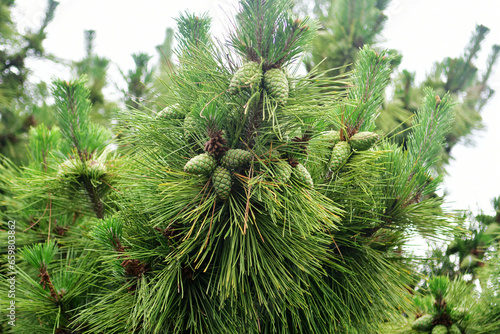 Photo of pine tree covered with pine cones