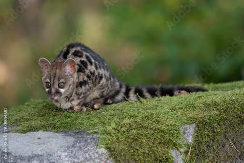 Large-spotted genet  Genetta tigrina  in natural habitat  South Africa