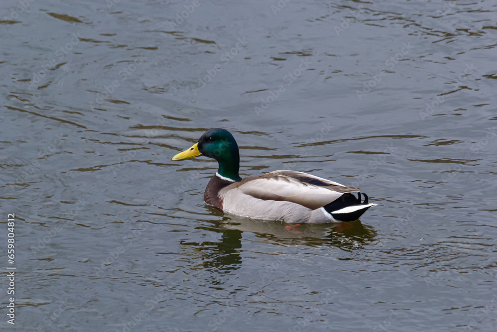 Mallard duck swimming on a pond picture with reflection in water. One mallard duck quacking on a lake Mallard duck swimming on a pond picture with reflection in water. One mallard duck quacking on a lake