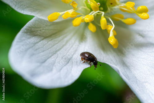 Rape beetle, meligethes aeneus on field pennycress, thlaspi arvense plant. Spring nature background. photo