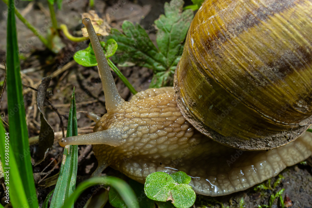 Helix pomatia also Roman snail, Burgundy snail, edible snail or escargot, is a species of large, edible, air-breathing land snail, a terrestrial pulmonate gastropod mollusk in the family Helicidae Helix pomatia also Roman snail, Burgundy snail, edible snail or escargot, is a species of large, edible, air-breathing land snail, a terrestrial pulmonate gastropod mollusk in the family Helicidae