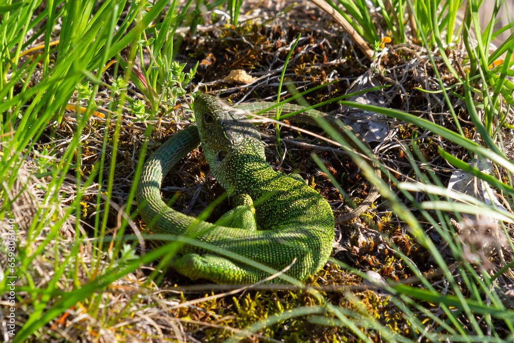 European green lizard Lacerta viridis emerging from the grass exposing its beautiful colors European green lizard Lacerta viridis emerging from the grass exposing its beautiful colors
