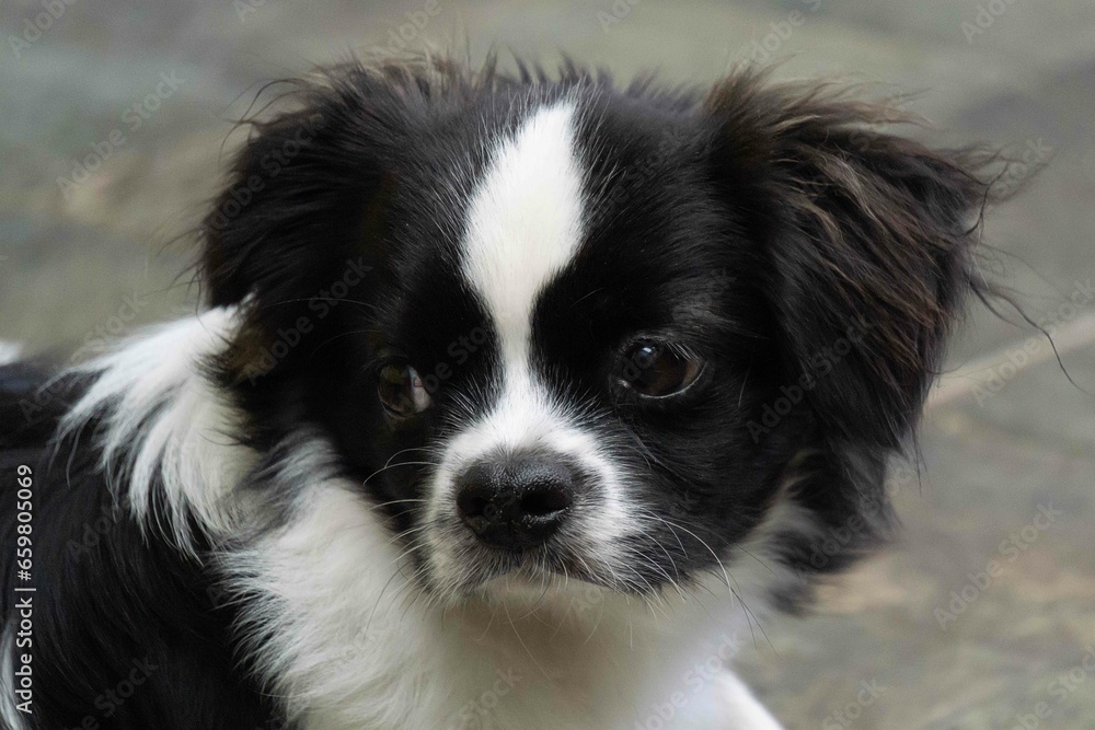closeup of a border collie puppy