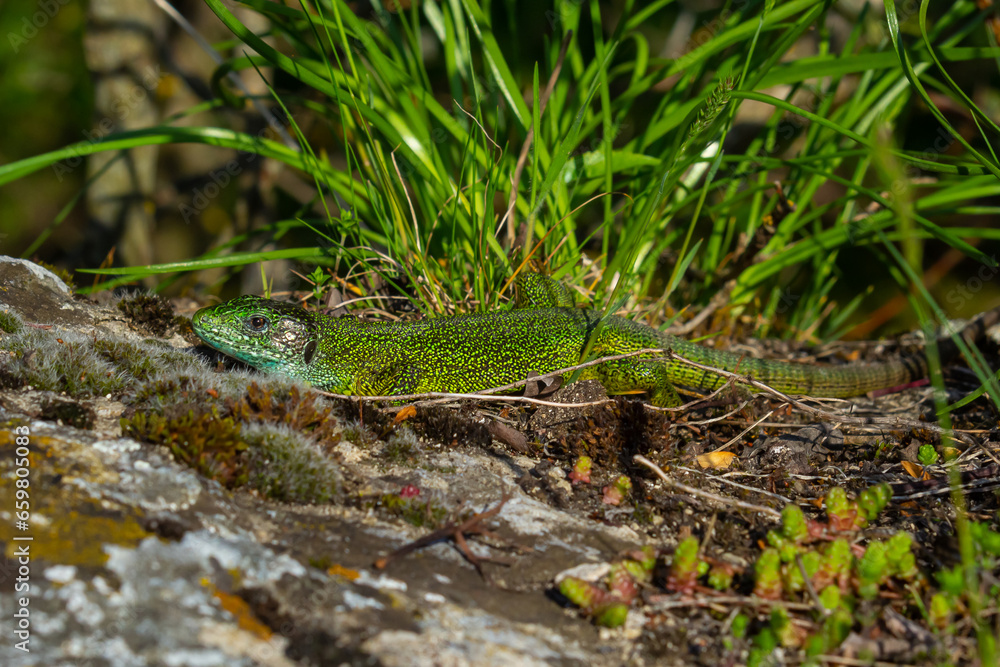 European green lizard Lacerta viridis emerging from the grass exposing its beautiful colors