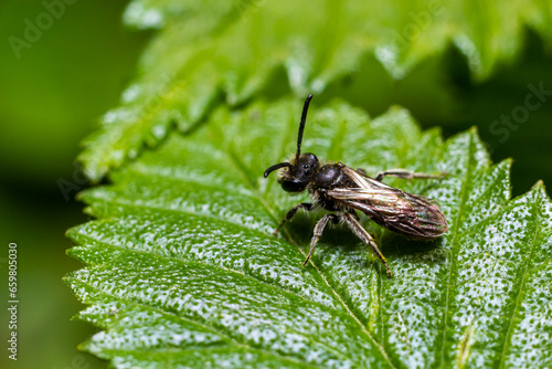 Closeup on a female furrow banded sweat bee, Lasioglossum zonulum, on a green leaf photo