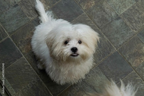 white dog on a porch