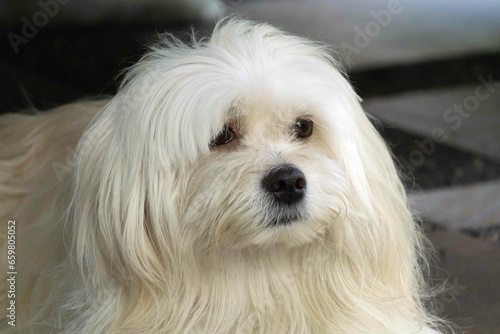 close up portrait of a white dog