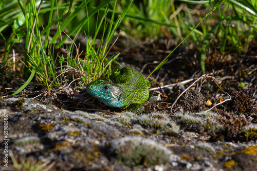 European green lizard Lacerta viridis emerging from the grass exposing its beautiful colors