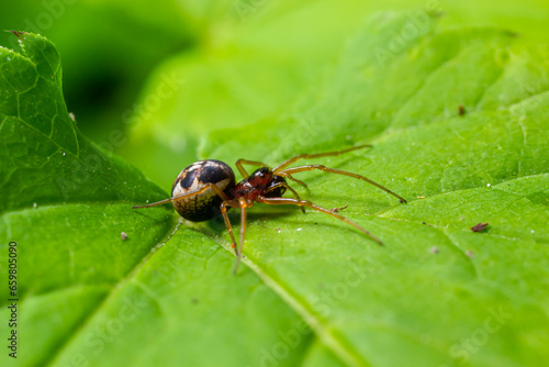 macro shot of Metellina spider on tip of green leaf, wildlife in natural environment © Oleh Marchak