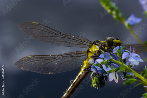 Dragonfly, Gompha vulgaris Gomphus vulgatissimus on the plant by lake morning sunlight in summer photo