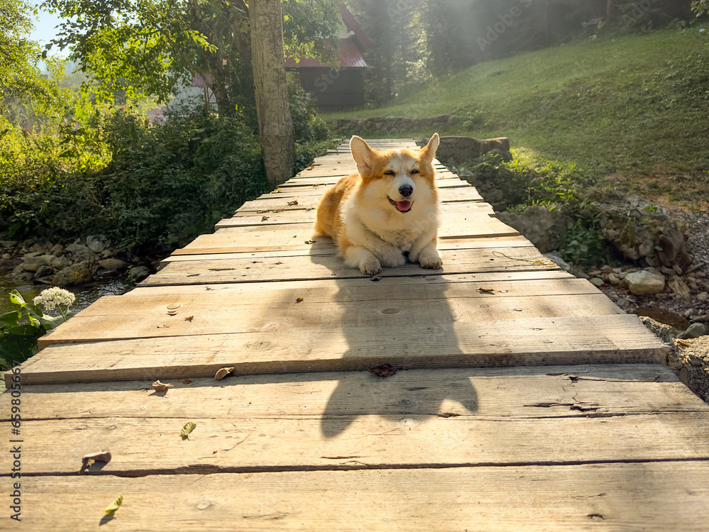 Red-white corgis lie on a wooden makeshift bridge, closed her eyes and smiles