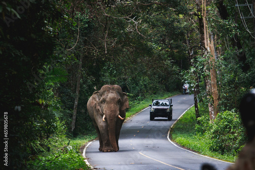 wild elephant walking on mountain road of khao yai national park khaoyai is one of most important natural sanctuary in south east asia