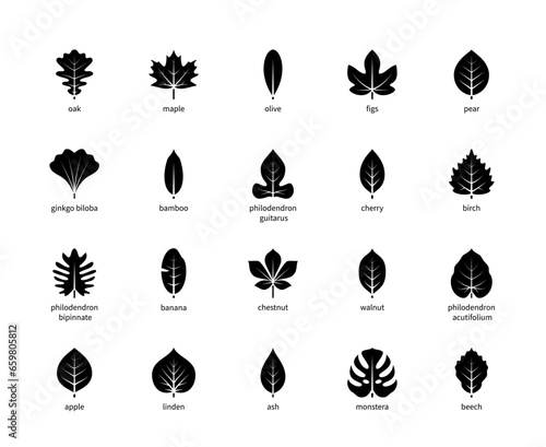 Leaf silhouettes vector icons with title. Isolated outline silhouette of leaves oak, maple, olive, figs and other leaves on a white background.