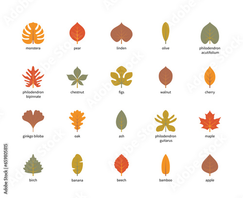 Leaf colored silhouettes vector icons with title. Isolated colored silhouette of leaves monstera, pear, linden, olive and other leaves on a white background.