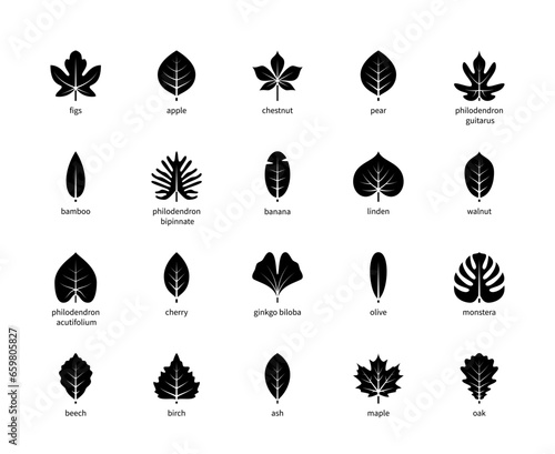 Leaf silhouettes vector icons with title. Isolated outline silhouette of leaves figs, apple, chestnut, pear and other leaves on a white background.