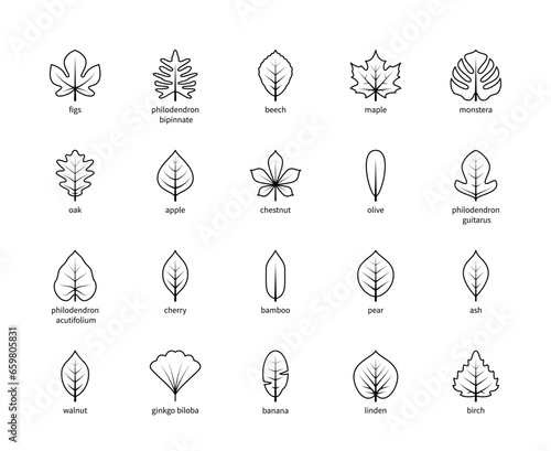Leaf linear thin vector icons. Isolated outline of leaves figs, philodendron, beech, maple and other leaves on a white background. Set of leaves symbols with title.