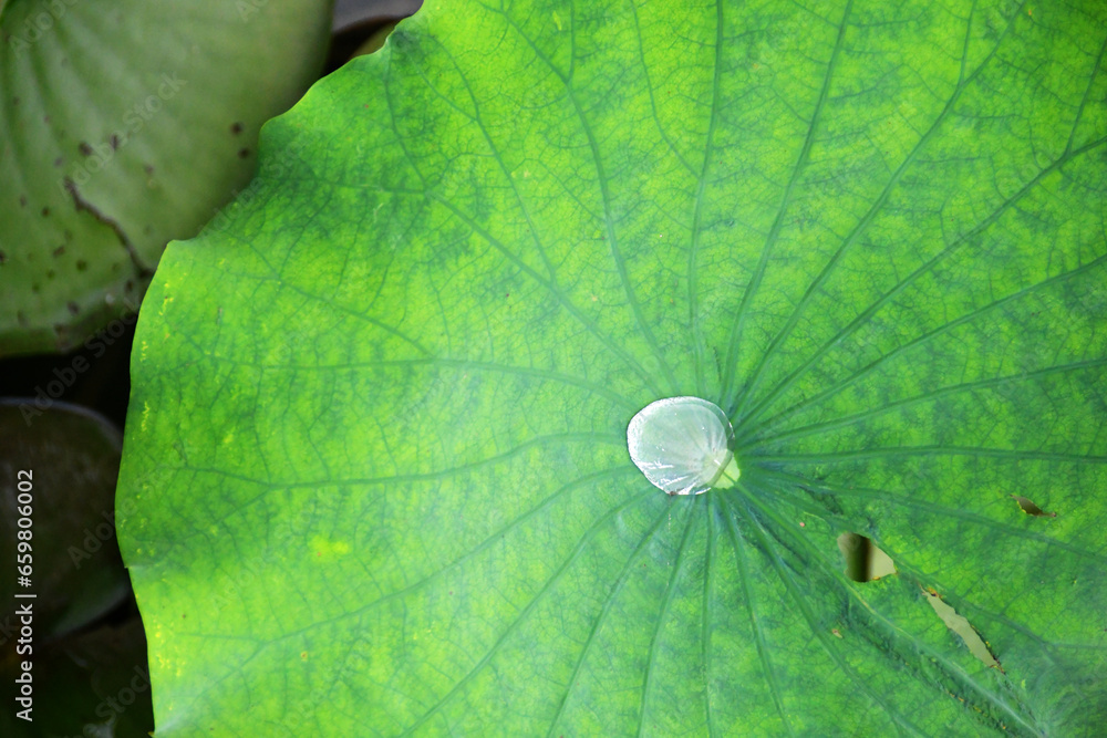 Photo of dewy lotus leaves in a pond Photo of dewy lotus leaves in a pond