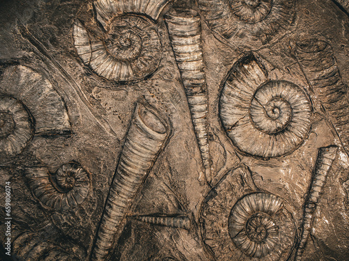 ancient sea shells 
