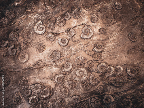 ancient sea shells 