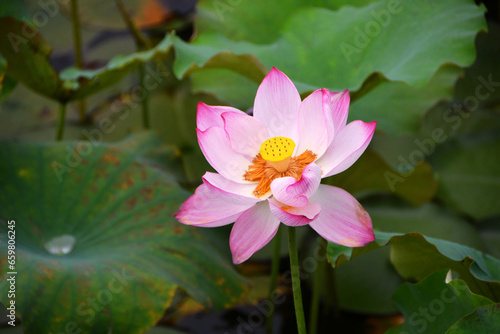 Photo of lotus flowers in pond