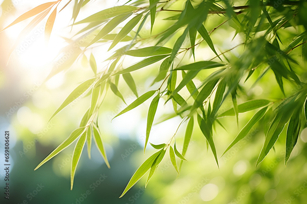 bamboo leaves in the sun bamboo leaves in the sun
