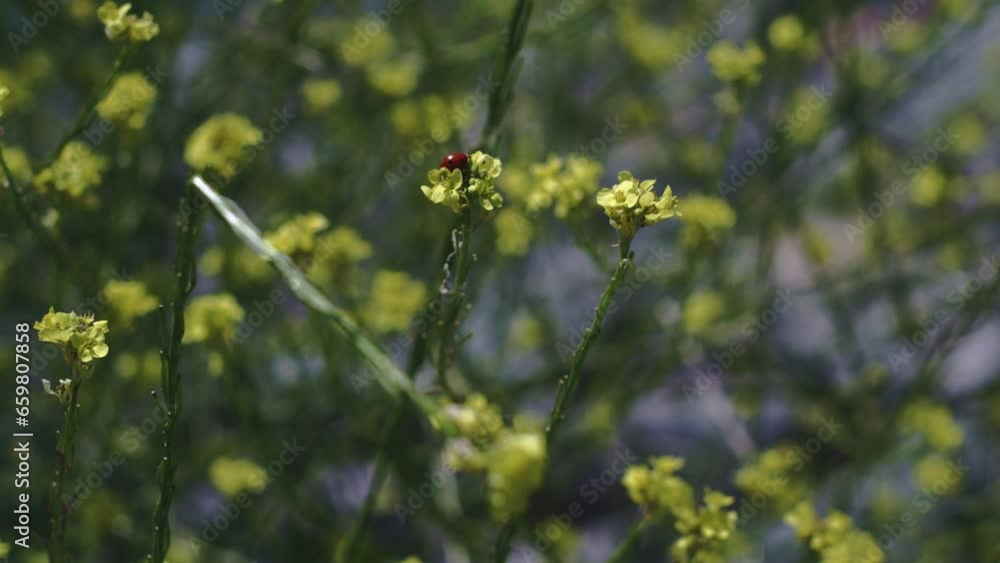 Ladybug on tip of yellow flowers in a field Ladybug on tip of yellow flowers in a field