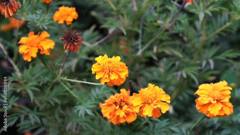 orange flowers in the garden orange flowers in the garden