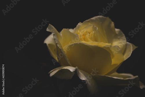 Close-up of beautiful yellow rose on a dark black background. Selective focus.