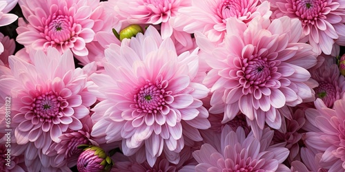 Flowers background banner texture - Closeup of pink beautiful blooming chrysanthemums chrysanthemum field