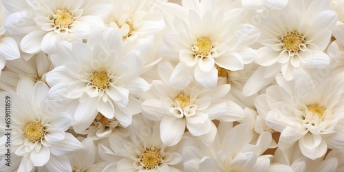 Flowers background banner texture - Closeup of white beautiful blooming chrysanthemums chrysanthemum field  top view