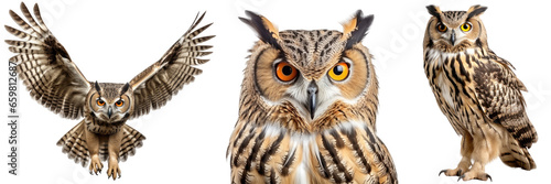 Eagle owl collection (portrait, standing, flying), animal bundle isolated on a white background as transparent PNG photo