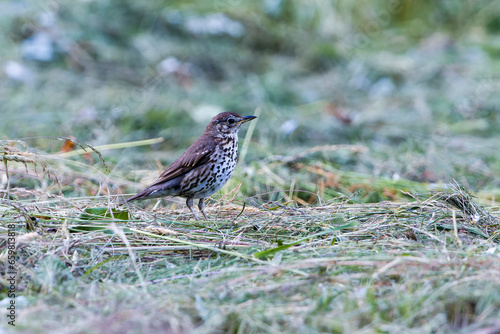 Wallpaper Mural Singdrossel (Turdus philomelos) Torontodigital.ca