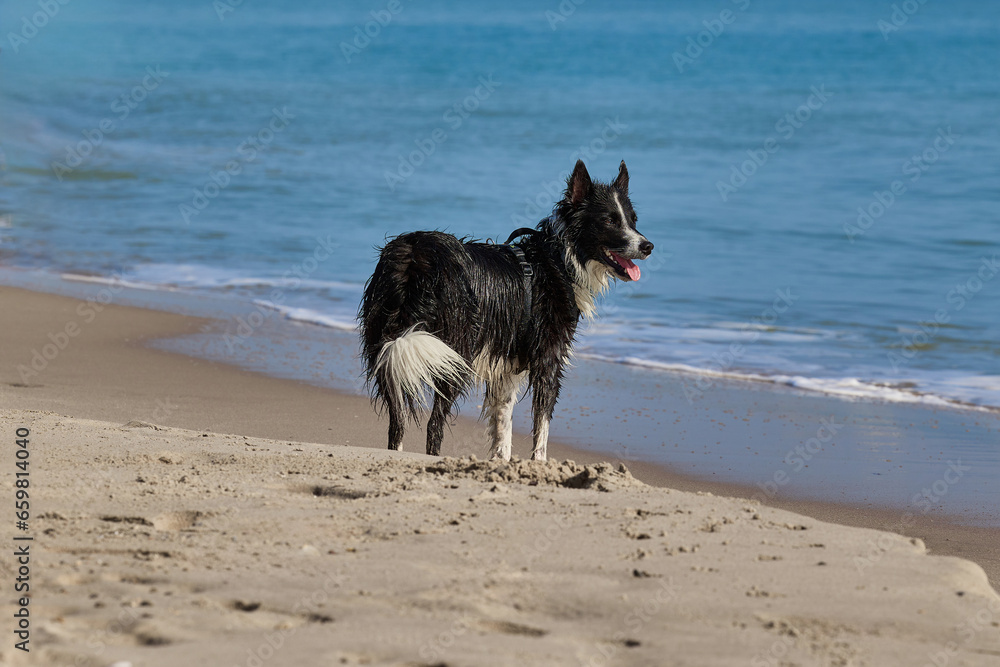 A wet dog stands on a sandy beach after swimming in the sea