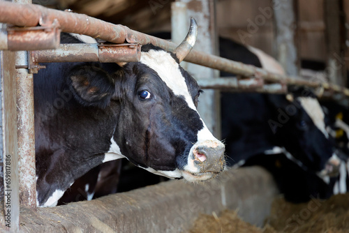 a cow in a stall on a farm