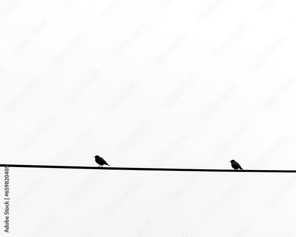 silhouettes of birds silhouettes of birds