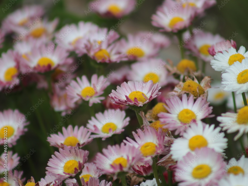A lot of small multi-colored flowers daisies A lot of small multi-colored flowers daisies