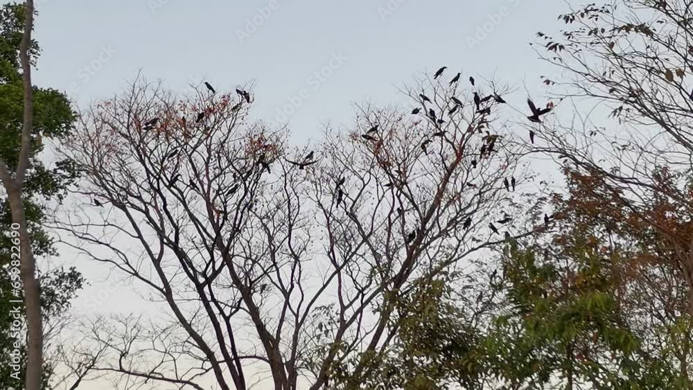 A gathering of menacing black ravens takes to the sky, creating a Halloween ambiance. A gathering of menacing black ravens takes to the sky, creating a Halloween ambiance.